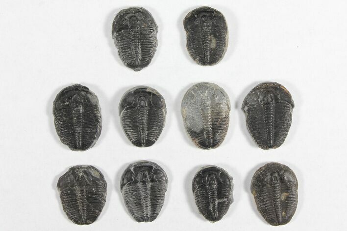 Lot: / Elrathia Trilobites - Pieces #92014
